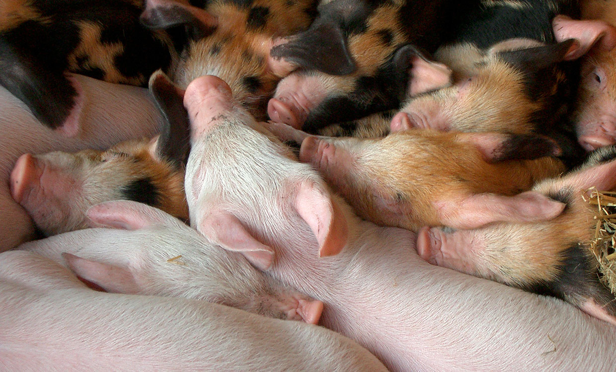 piglets-1392593